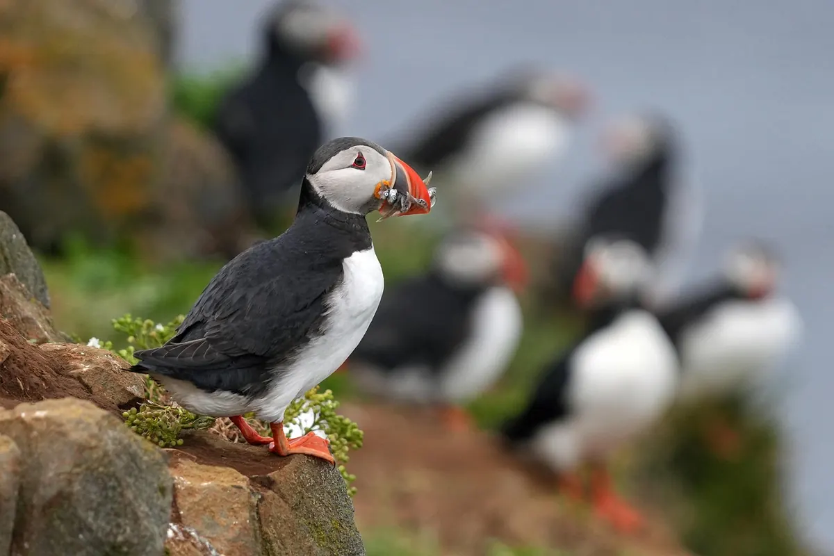 How to Identify Common Seabirds on a UK Island Coast
